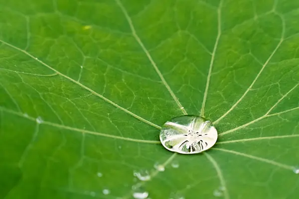 381024 - Garden nasturtium (Tropaeolum majus)