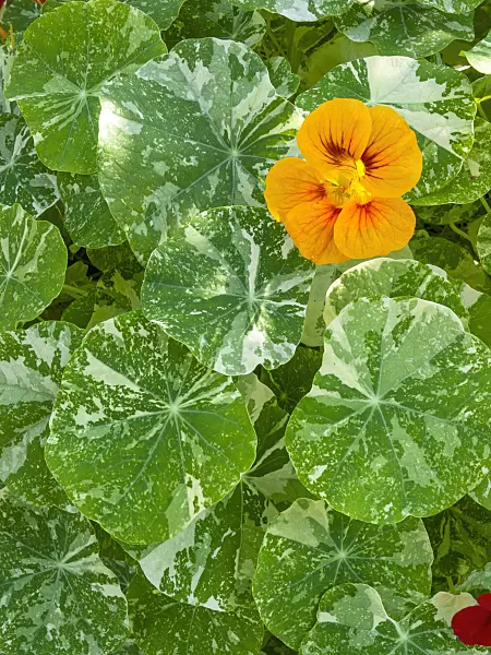 417015 - Garden nasturtium (Tropaeolum majus)