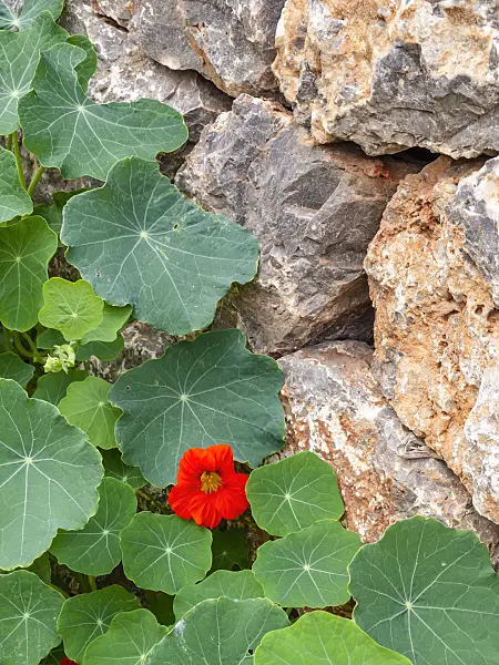 424027 - Garden nasturtium (Tropaeolum majus)