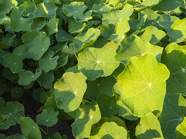 425104 - Garden nasturtium (Tropaeolum majus)