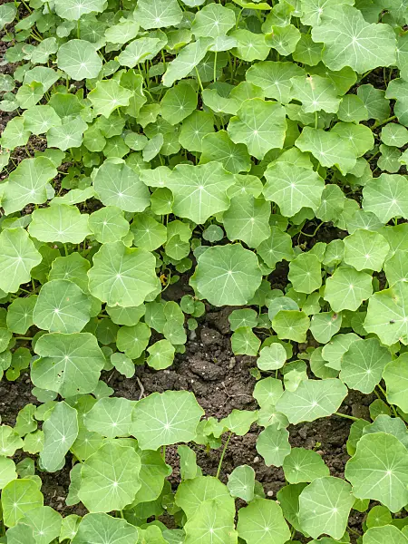 426097 - Garden nasturtium (Tropaeolum majus)