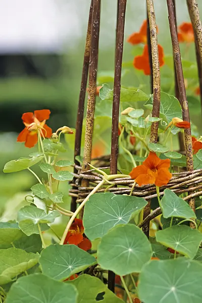 428250 - Garden nasturtium (Tropaeolum majus)