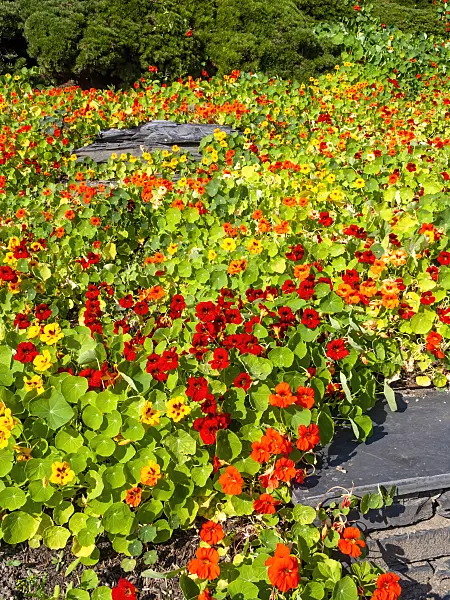 441166 - Garden nasturtium (Tropaeolum majus)