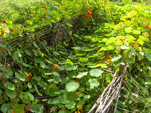 453150 - Garden nasturtium (Tropaeolum majus)
