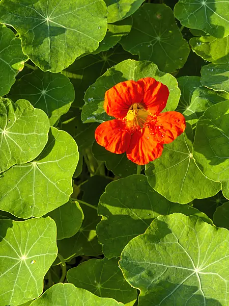 464061 - Garden nasturtium (Tropaeolum majus)