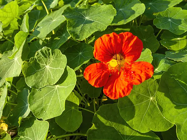 464063 - Garden nasturtium (Tropaeolum majus)
