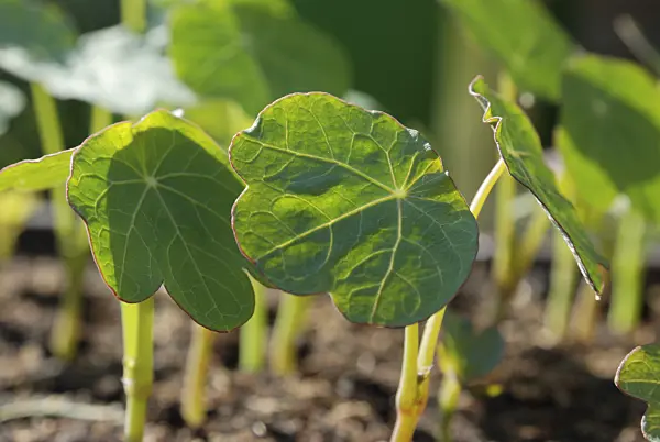 471165 - Garden nasturtium (Tropaeolum majus)