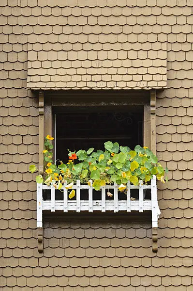 475024 - Garden nasturtium (Tropaeolum majus)