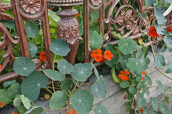 475112 - Garden nasturtium (Tropaeolum majus)