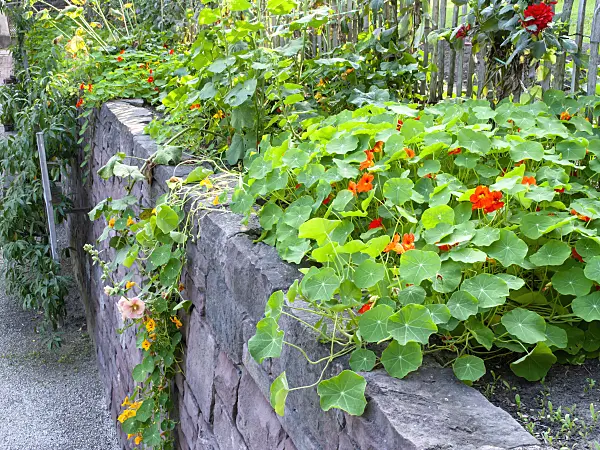 477122 - Garden nasturtium (Tropaeolum majus)