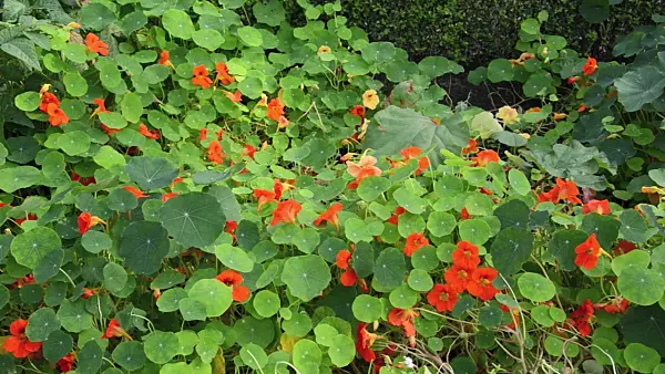 500157 - Garden nasturtium (Tropaeolum majus)