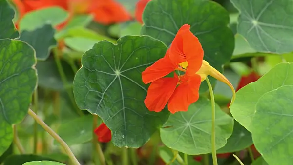 500158 - Garden nasturtium (Tropaeolum majus)