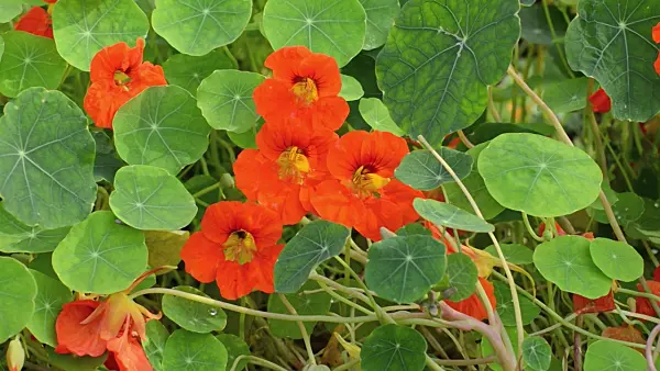 500159 - Garden nasturtium (Tropaeolum majus)