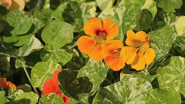 500176 - Garden nasturtium (Tropaeolum majus)