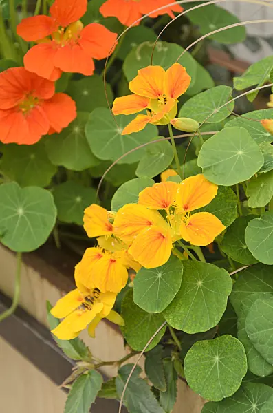 508250 - Garden nasturtium (Tropaeolum majus)