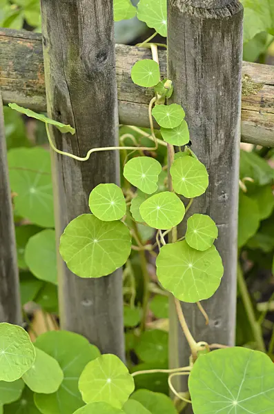 525311 - Garden nasturtium (Tropaeolum majus)