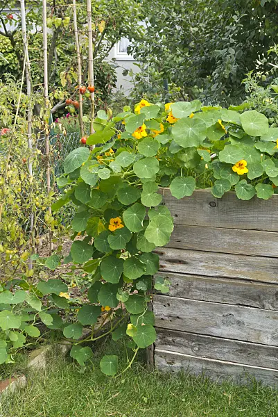 548134 - Garden nasturtium (Tropaeolum majus)