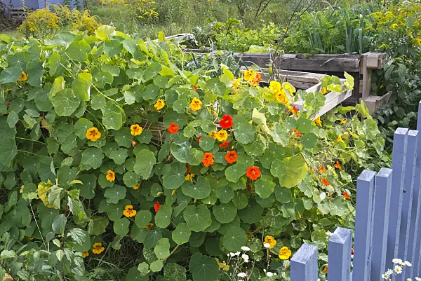 573090 - Garden nasturtium (Tropaeolum majus)