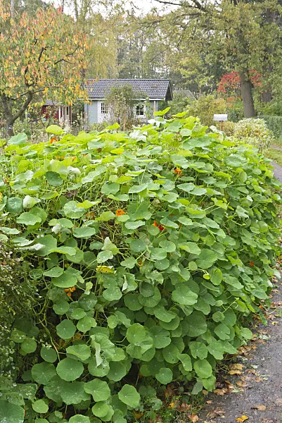 576005 - Garden nasturtium (Tropaeolum majus)