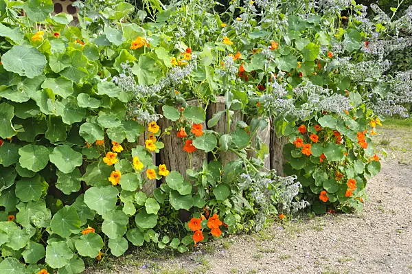 474246 - Garden nasturtium (Tropaeolum majus) and borage (Borago officinalis)