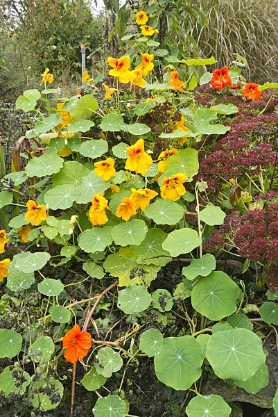 538002 - Garden nasturtium (Tropaeolum majus) and orpine (Sedum telephium syn. Hylotelephium telephium)