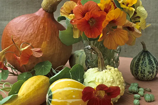 428296 - Garden nasturtium (Tropaeolum majus) and squash (Cucurbita)