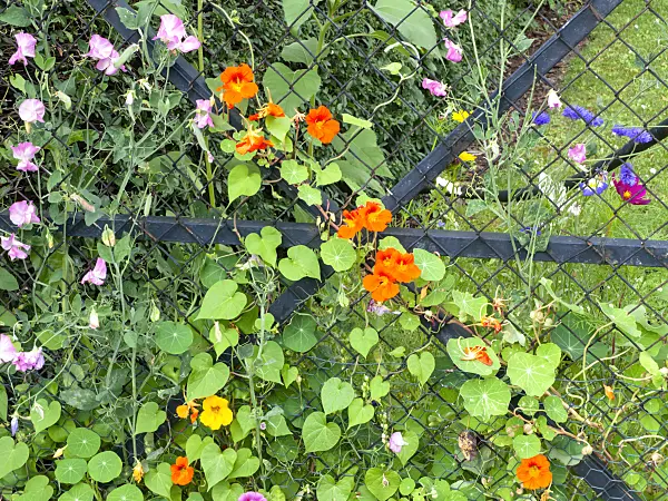 475241 - Garden nasturtium (Tropaeolum majus) and sweet pea (Lathyrus odoratus)