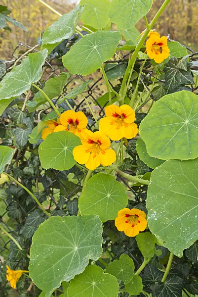 538006 - Garden nasturtium (Tropaeolum majus) at a garden fence