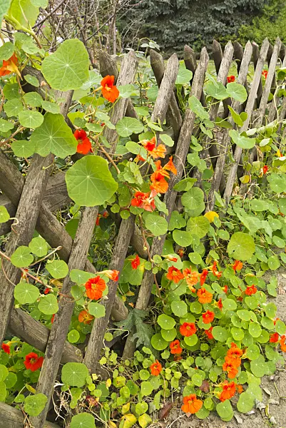538007 - Garden nasturtium (Tropaeolum majus) at a garden fence