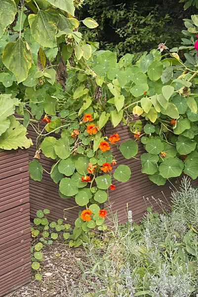 573081 - Garden nasturtium (Tropaeolum majus) in a raised bed