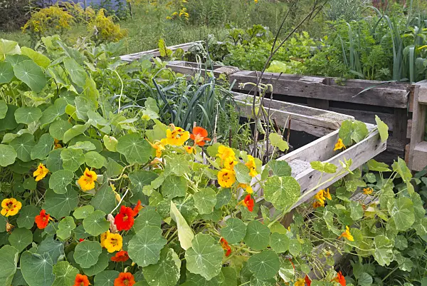 573091 - Garden nasturtium (Tropaeolum majus) in a raised bed