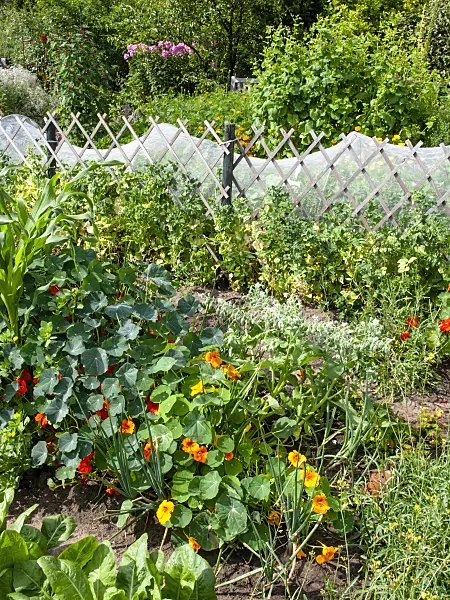 462115 - Garden nasturtium (Tropaeolum majus) in a vegetable garden