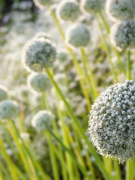 415027 - Garden onion (Allium cepa)