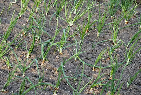 472169 - Garden onion (Allium cepa)