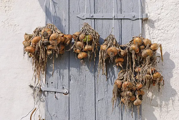 518016 - Garden onion (Allium cepa)