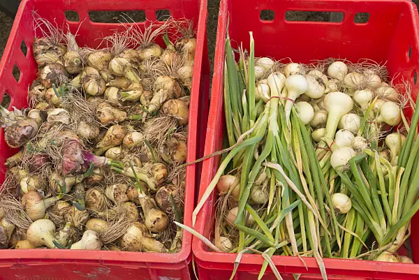 546001 - Garden onion (Allium cepa)