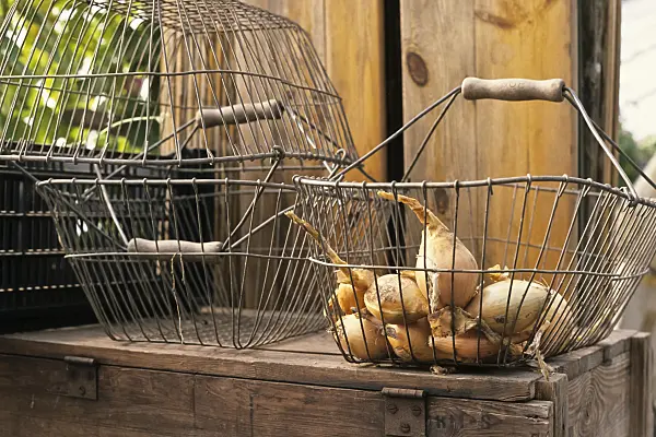 433242 - Garden onion (Allium cepa) in a wire basket