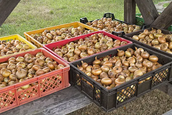 562002 - Garden onion (Allium cepa) in boxes