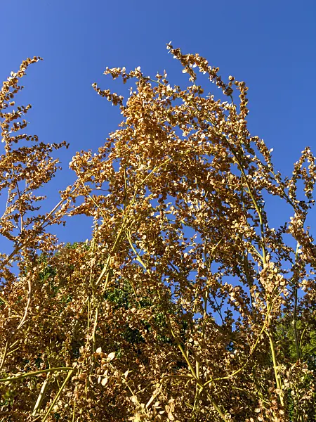 429009 - Garden orache (Atriplex hortensis)