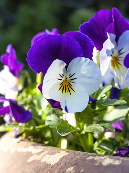 437103 - Garden pansy (Viola x wittrockiana)