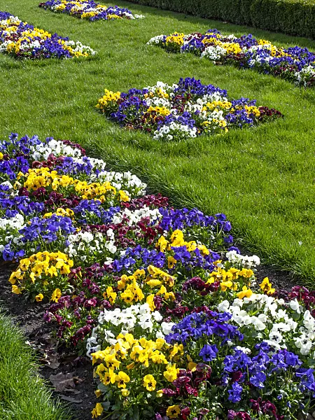 459004 - Garden pansy (Viola x wittrockiana)