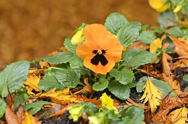 525386 - Garden pansy (Viola x wittrockiana)
