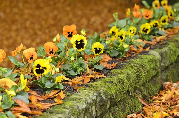 525387 - Garden pansy (Viola x wittrockiana)