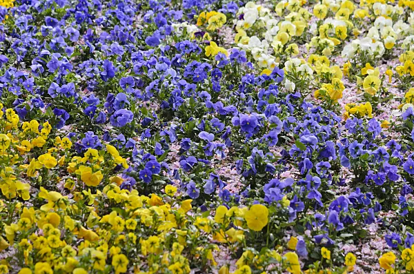 531089 - Garden pansy (Viola x wittrockiana)