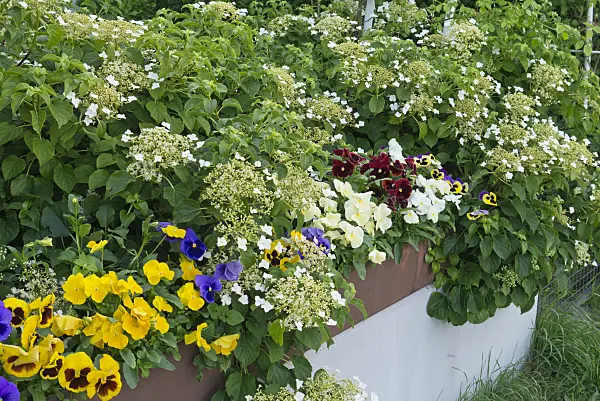 532032 - Garden pansy (Viola x wittrockiana) and climbing hydrangea (Hydrangea anomala)