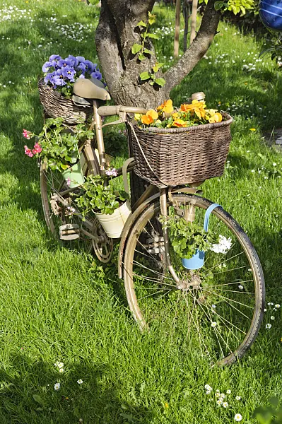 484134 - Garden pansy (Viola x wittrockiana) and cranesbills (Geranium) on a bicycle