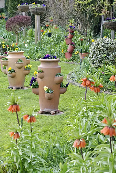 465095 - Garden pansy (Viola x wittrockiana) with flower tubs