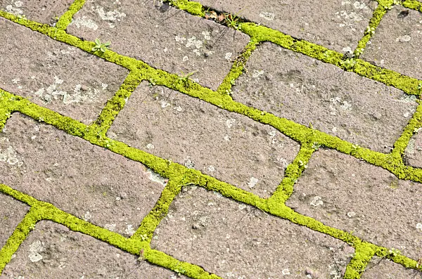 525260 - Garden path made of bricks with moss in the pavement joints