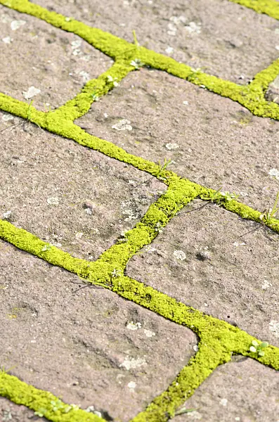 525261 - Garden path made of bricks with moss in the pavement joints