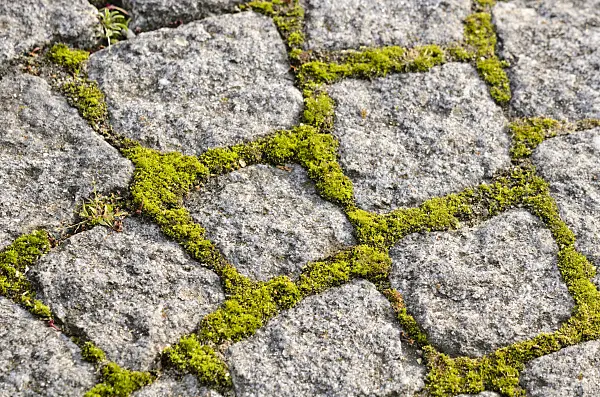 525006 - Garden path made of paving stones with moss in the pavement joints